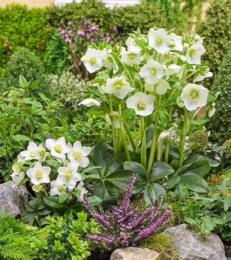 How To Grow Spring Blooming Hellebore Flowers- National Garden Bureau