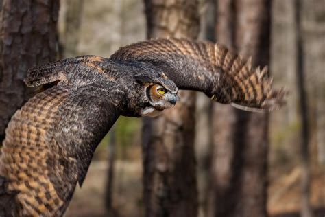 Great Horned Owl in Flight | Shutterbug