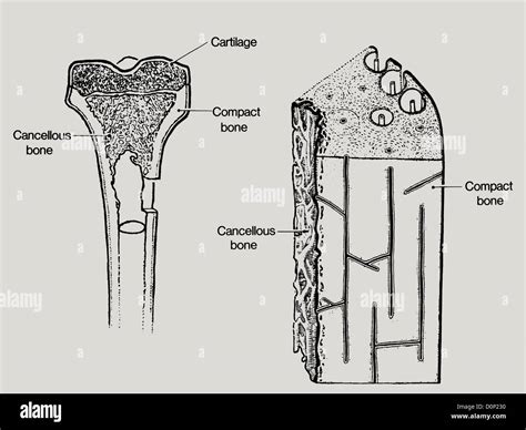 A line drawing showing the structure in bone, including cancellous or ...