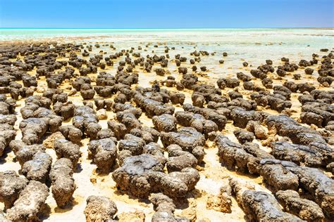 Earliest Life - Australian Extremes