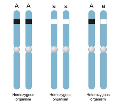Phenotypic Ratio - The Definitive Guide | Biology Dictionary
