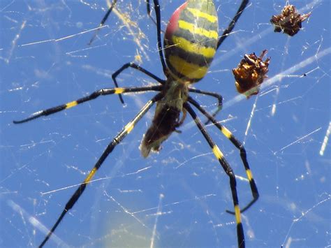 Bumblebee Spider | Jamie Fulda | Flickr