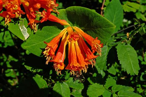 Lonicera ciliosa (Caprifoliaceae) image 124732 at PhytoImages.siu.edu