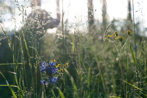 Plants and Flowers in a Forest Glade Stock Image - Image of landscape, season: 120390375