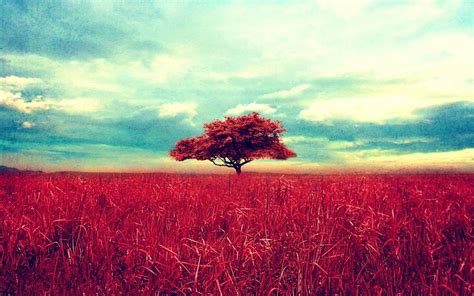 Retro red tree and a beautiful wheat field - HD Desktop/Mobile ... | Papel de parede paisagens ...