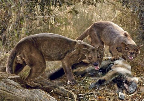 The giant fossa (Cryptoprocta spelea) is an extinct predator from Madagascar in the family ...