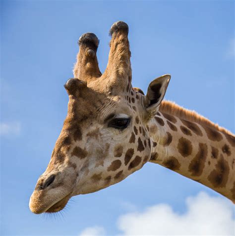 Rothschild Giraffe — B. Bryan Preserve