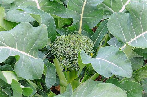 When and How to Harvest Broccoli | Gardener’s Path