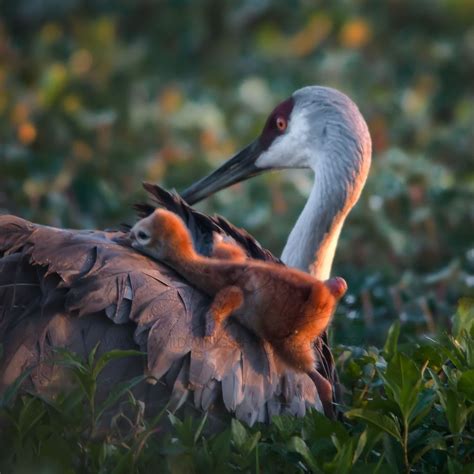 Sandhill Crane baby hatchling in the first few hours of its life | Animals, Beautiful birds ...