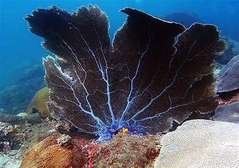 Coral Reef Conservation Specialty Course - Ocean Lovers Taganga