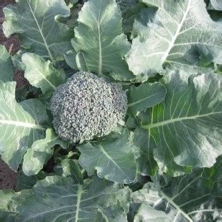 Bulk Broccoli Sprouting Seeds - BulkHerbsandSpice.Com