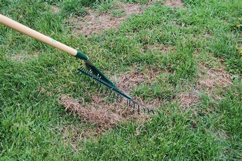 Lawns and Lawn Alternatives | Prince Albert Daily Herald