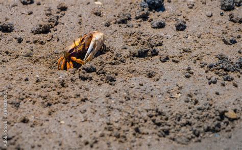 Uca Tangeri Fiddler crab at mating time Stock Photo | Adobe Stock