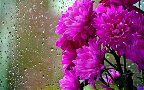 Download Purple Chrysanthemums Window Glass Wallpaper | Wallpapers.com