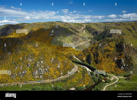 Taieri Gorge Train, gorse in flower, Taieri River and Taieri Gorge at Hindon, near Dunedin ...