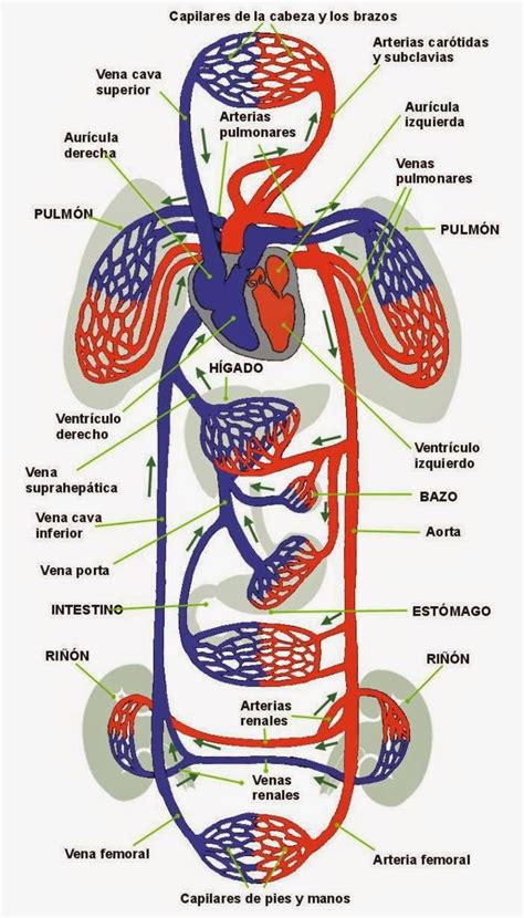 Anatomía del sistema cardiovascular - Cuerpo humano