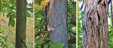 Hickory Nuts: Foraging for Pignut and Shagbark Hickory Nuts