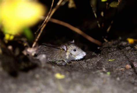 Can Mice See in the Dark? Facts, Science, Tips – Mercury Pets