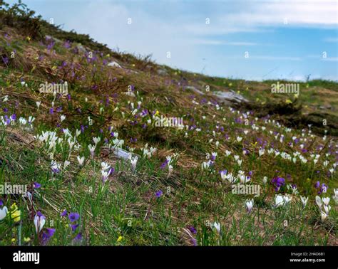 Italian Alps Wild Flowers at high elevation Stock Photo - Alamy