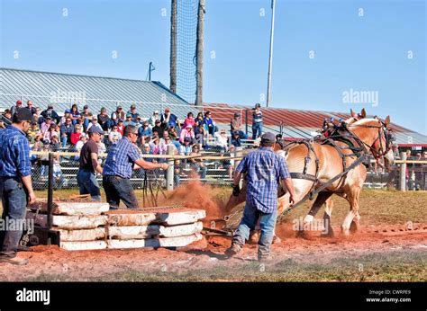 The horse pull competition at the Evangeline Agricultural Exhibition ...