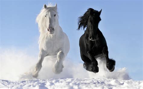 Horse Wallpaper High Resolution