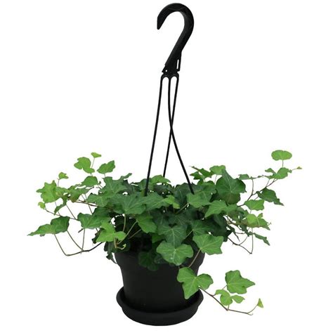 Costa Farms 1.34-Quart English Ivy in Plastic Hanging Basket at Lowes.com