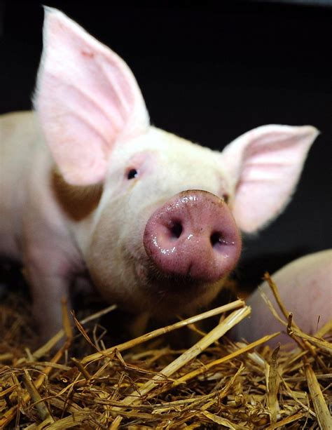 More pigs’ ears for export after Brexit, says Michael Gove - BT