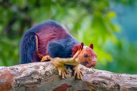 The Indian giant squirrel or Malabar giant squirrel is a large tree squirrel species endemic to ...