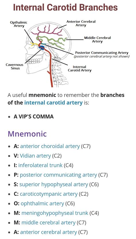 Common Carotid Artery - fingersandfeathersh