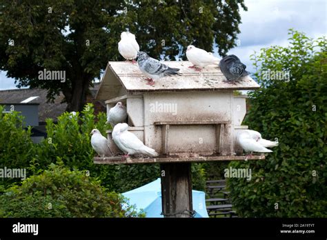 Pigeon nesting box Stock Photo - Alamy