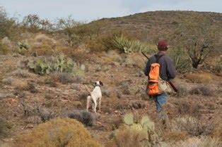 Quail hunters: Washes, walking and water are key this season