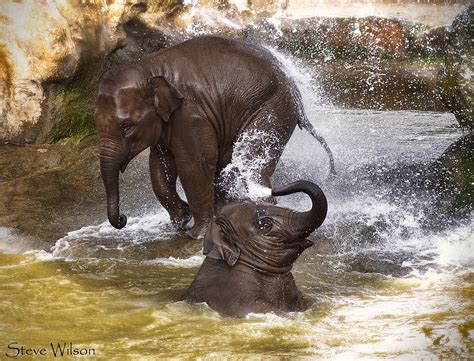 Baby Elephants at Play | Photographed at Chester Zoo | Flickr