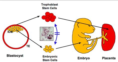 Function of Trophoblast |Genetic Engineering Info