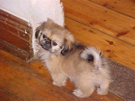 Cute Dogs: Black Pekingese Dog