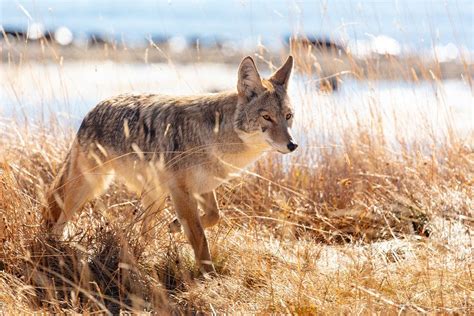 Wildlife Safety - Destination Yellowstone