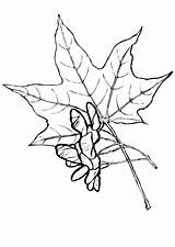 Maple coloring Pages To Download And Print For Free sketch template