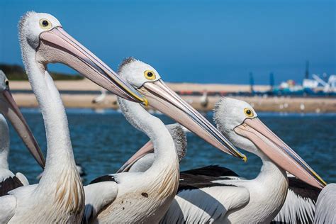 Pelican Feeding at The Entrance NSW – iCentralCoast