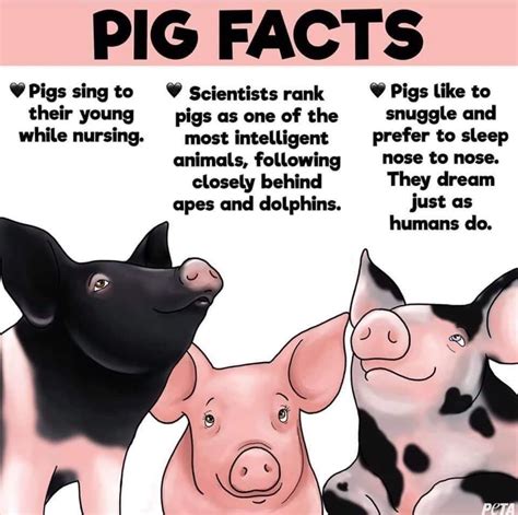 Pig Facts 2 | Partnership for Children