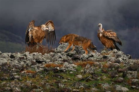 Fight Jackal with Group of Vultures. Griffon Vulture, Gyps Fulvus, Big Birds of Prey Sitting on ...