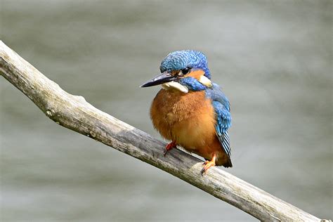 Dawn Chorus at RSPB The Lodge Nature Reserve & Gardens | Greensand Country