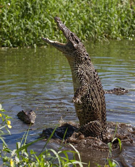 Attack crocodile stock photo. Image of crocodile, danger - 21454134