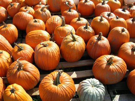 Pumpkin Patch 2 Free Photo Download | FreeImages