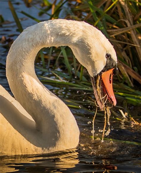 Feeding Swan by esoxlucius | ePHOTOzine