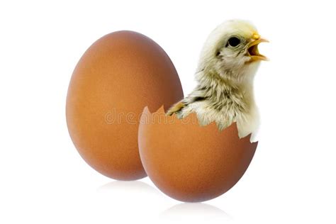 Eggs and Chick Coming Out of a Egg Stock Image - Image of hatch, cute ...