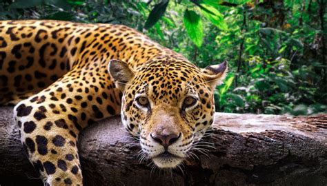 Mexico's jaguar population up 20%, new census finds - Yucatán Magazine