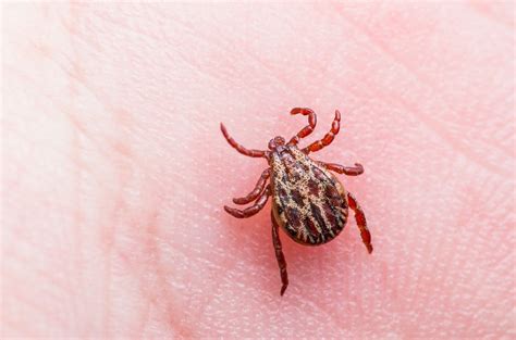 Lyme disease tick identification - kotiindia