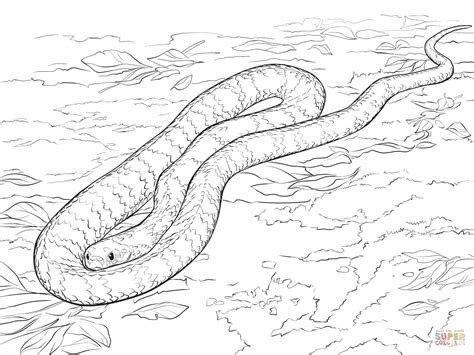 Tiger Snake coloring page | Free Printable Coloring Pages