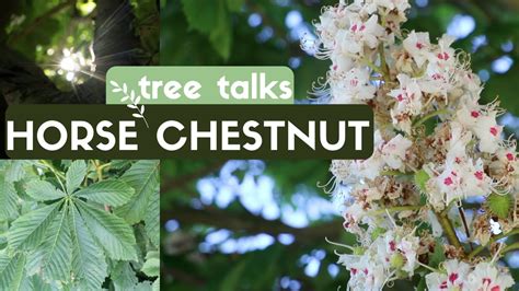 Horse Chestnut Tree - Identification & Facts - YouTube