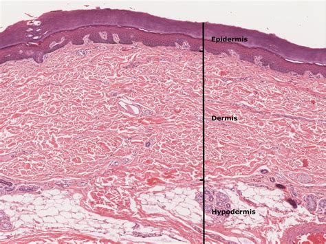 Hypodermis Histology