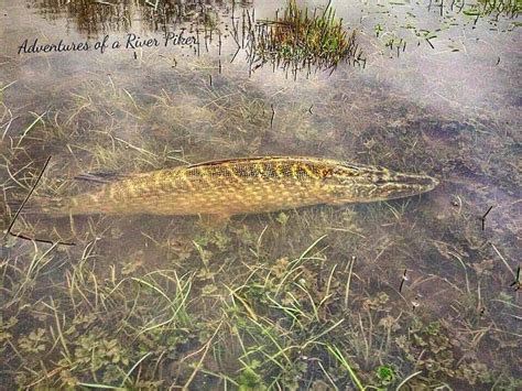 Discover the Mighty Northern Pike: A Species Guide